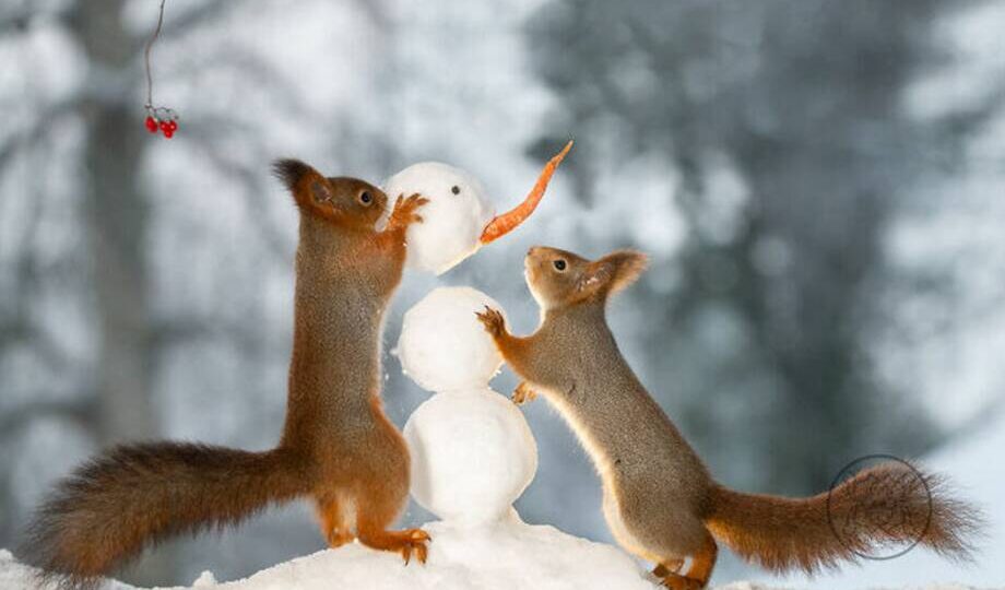 14 смешных фотографий, которые заставят влюбиться в белок