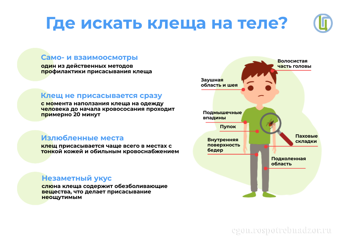    Сезон клещей: защита по всем направлениям