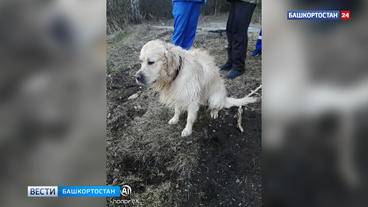    В Башкирии женщина с собакой провалились под лед: хозяйку спасти не удалось