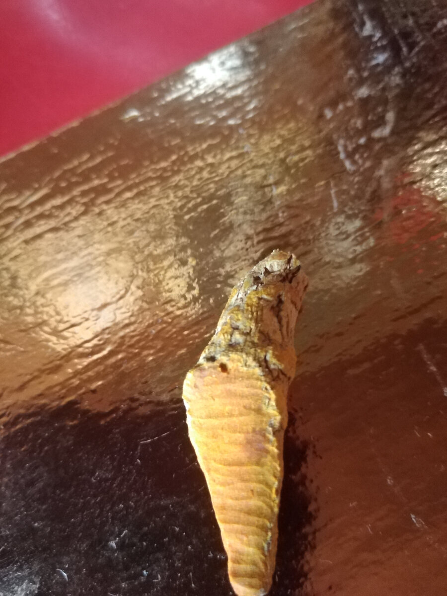 Корень куркумы. Фото автора Гармоника