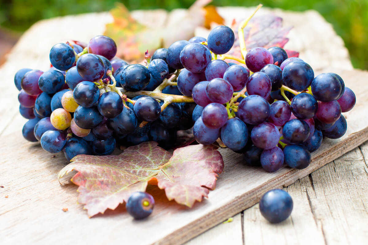 Сбор урожая винограда - всегда праздник во многих культурах