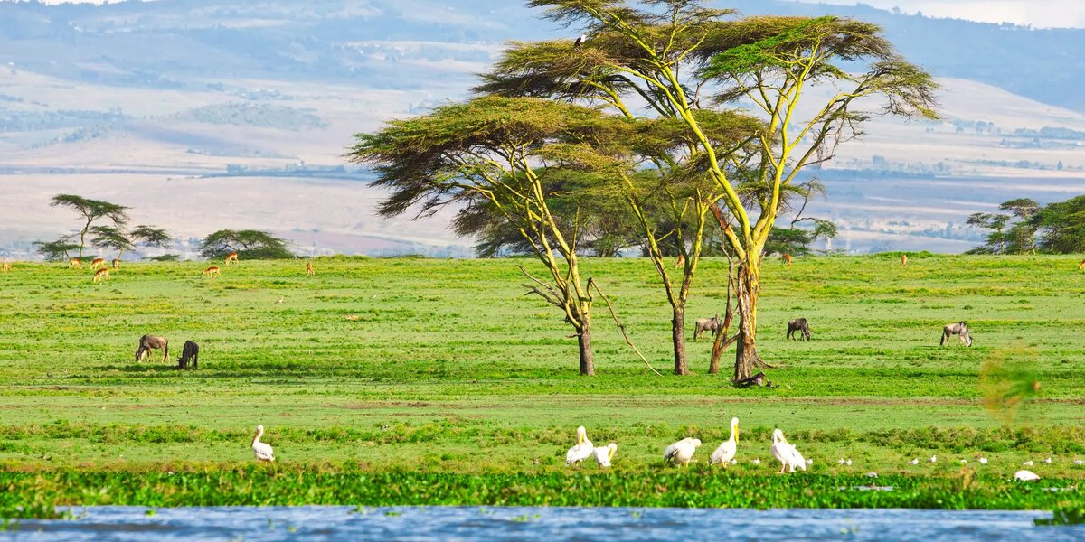 фото: yellowzebrasafaris.com