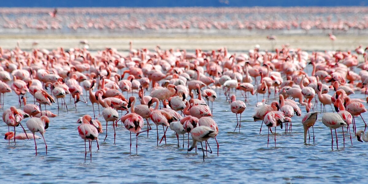 фото: yellowzebrasafaris.com