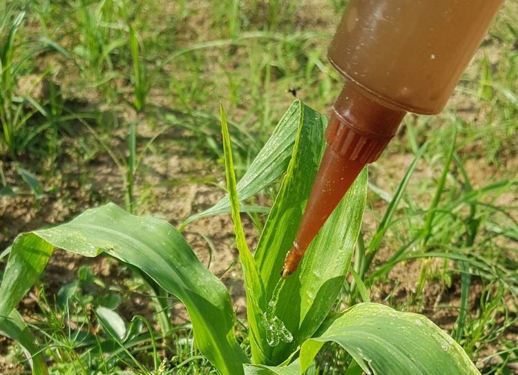    Нематодный гель для защиты кукурузы от лиственной совки показал отличный результат
