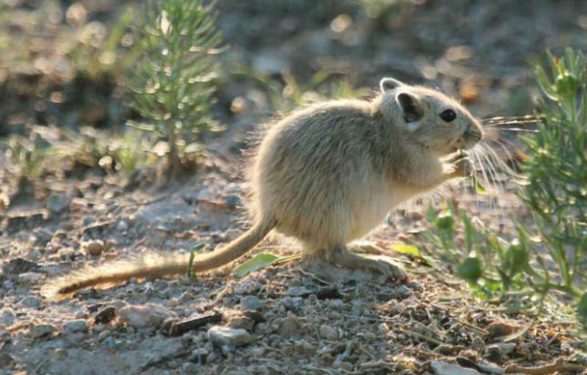 Gerbil. Песчанка монгольская. Тушканчик Песчанка. Тамарисковая Песчанка. Монгольская когтистая Песчанка.