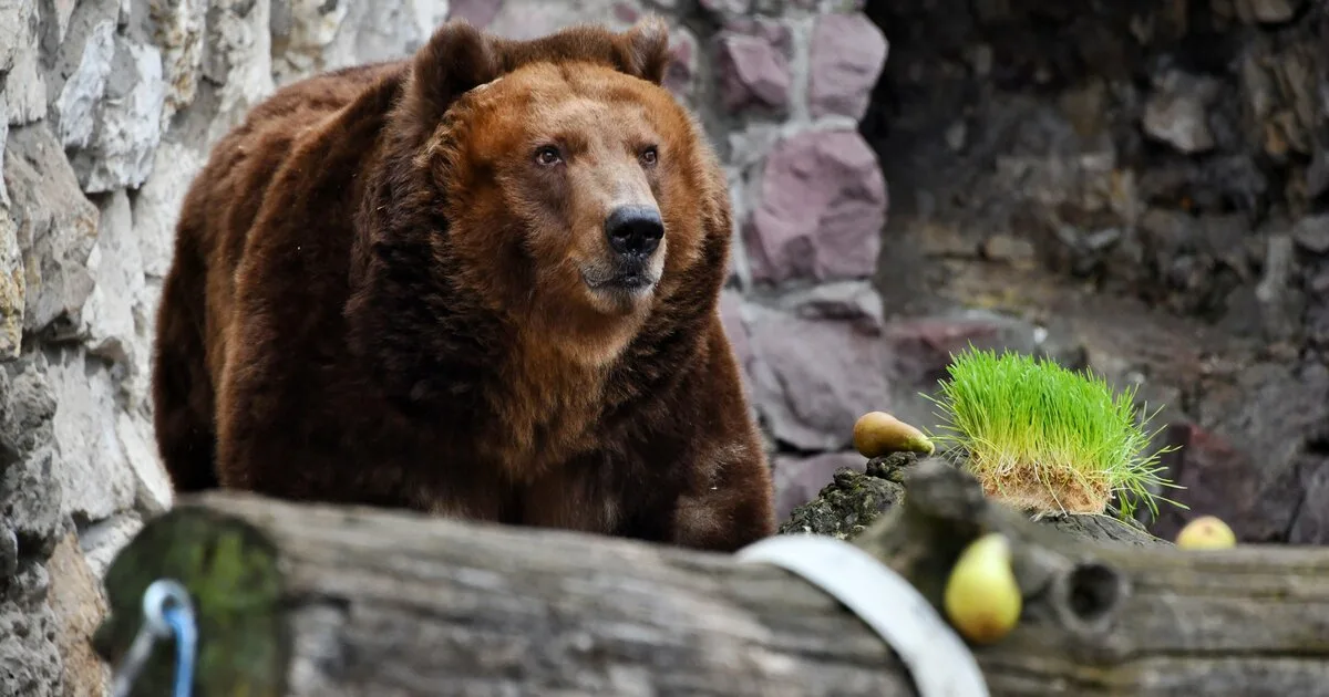 Скорость сибирского медведя