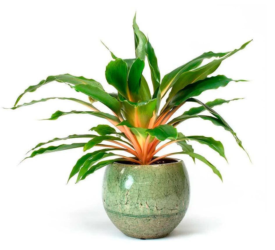 В природе существует около 28 видов данного рода.