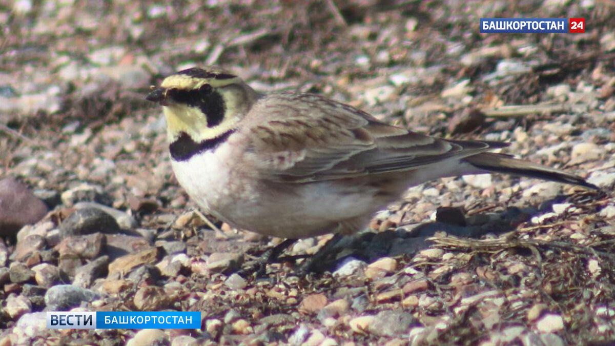    В нацпарке “Башкирия” засняли рогатого жаворонка