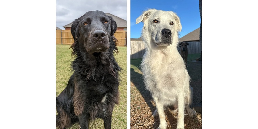 Черный пес подрос — и стал полностью белым (фото)