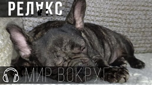 027.АСМР.Храп щенка французского бульдога.Релакс.Жорж де КОЛОбуль