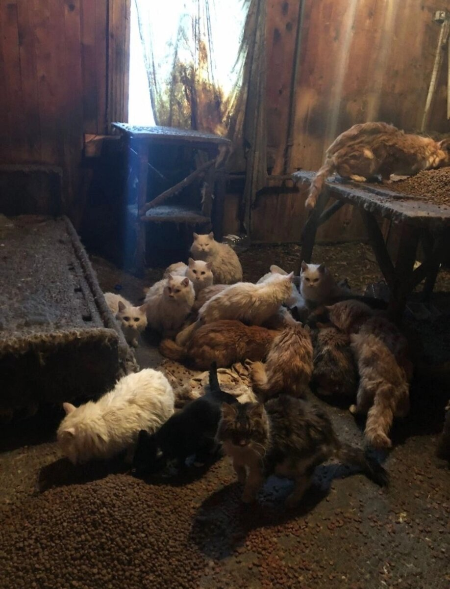 Котики в дедушкином доме