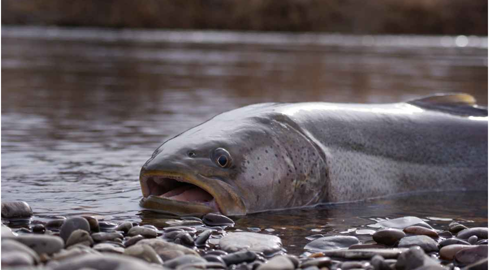В какую пору и где найти тайменя? Рассматриваем рыбные места и сезоны охоты