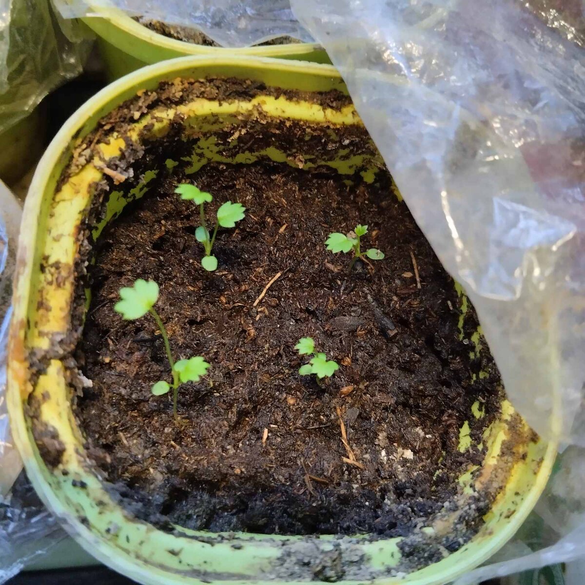 Сотр Руяна, посажен в начале февраля