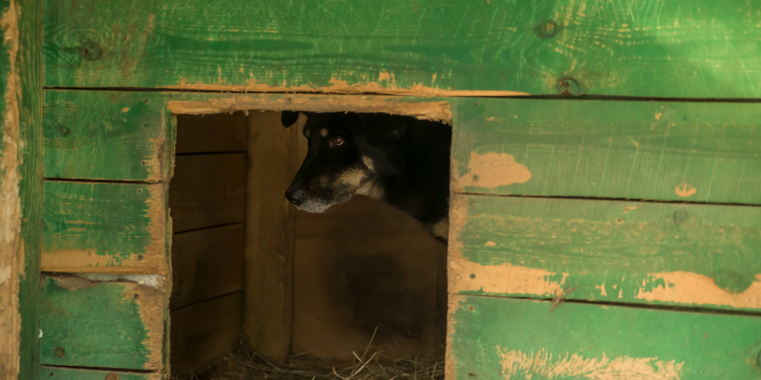 В приюте живет пёс, которого все боятся из-за внешности, а он в ответ только тянется к людям