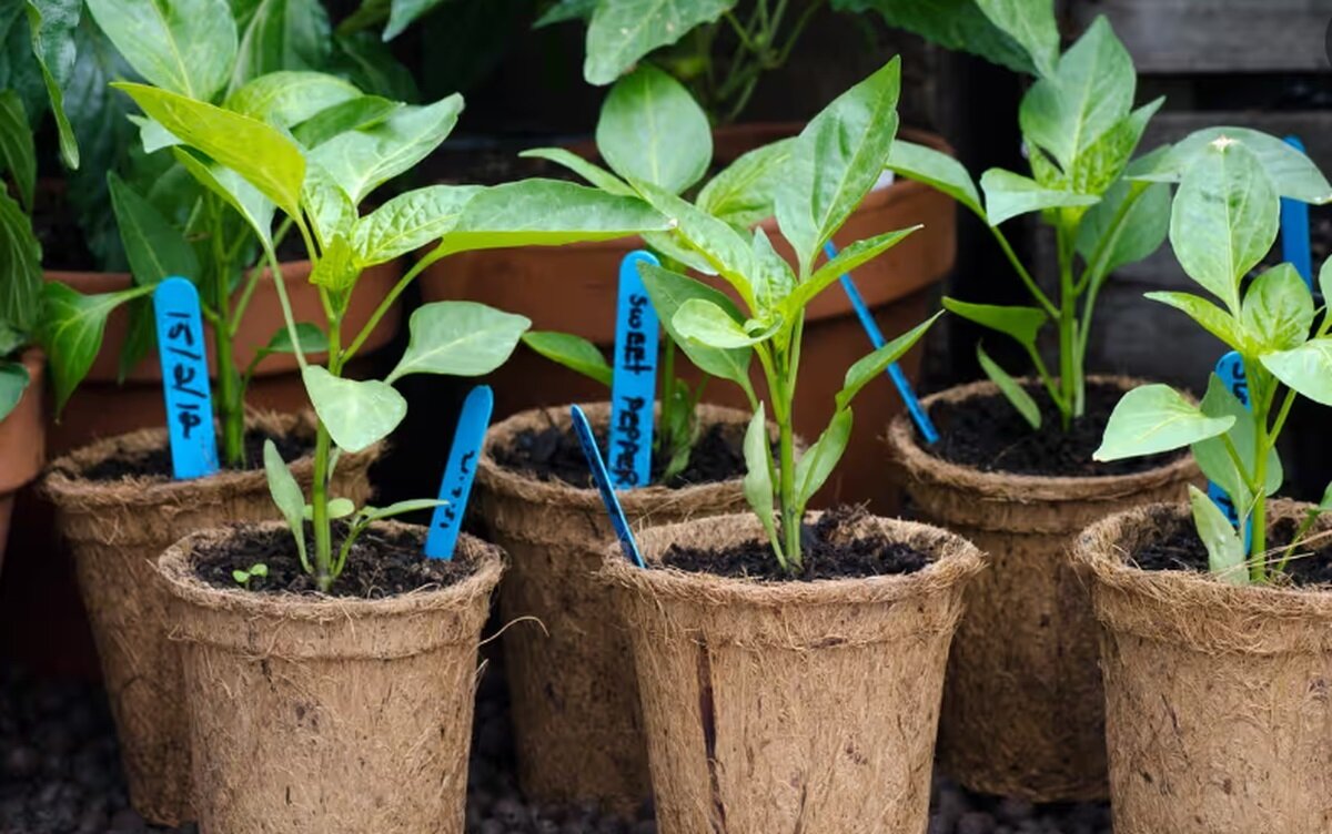 Как не перепутать посаженные на огороде растения? Попробуйте один из этих 10 дешевых способов маркировки