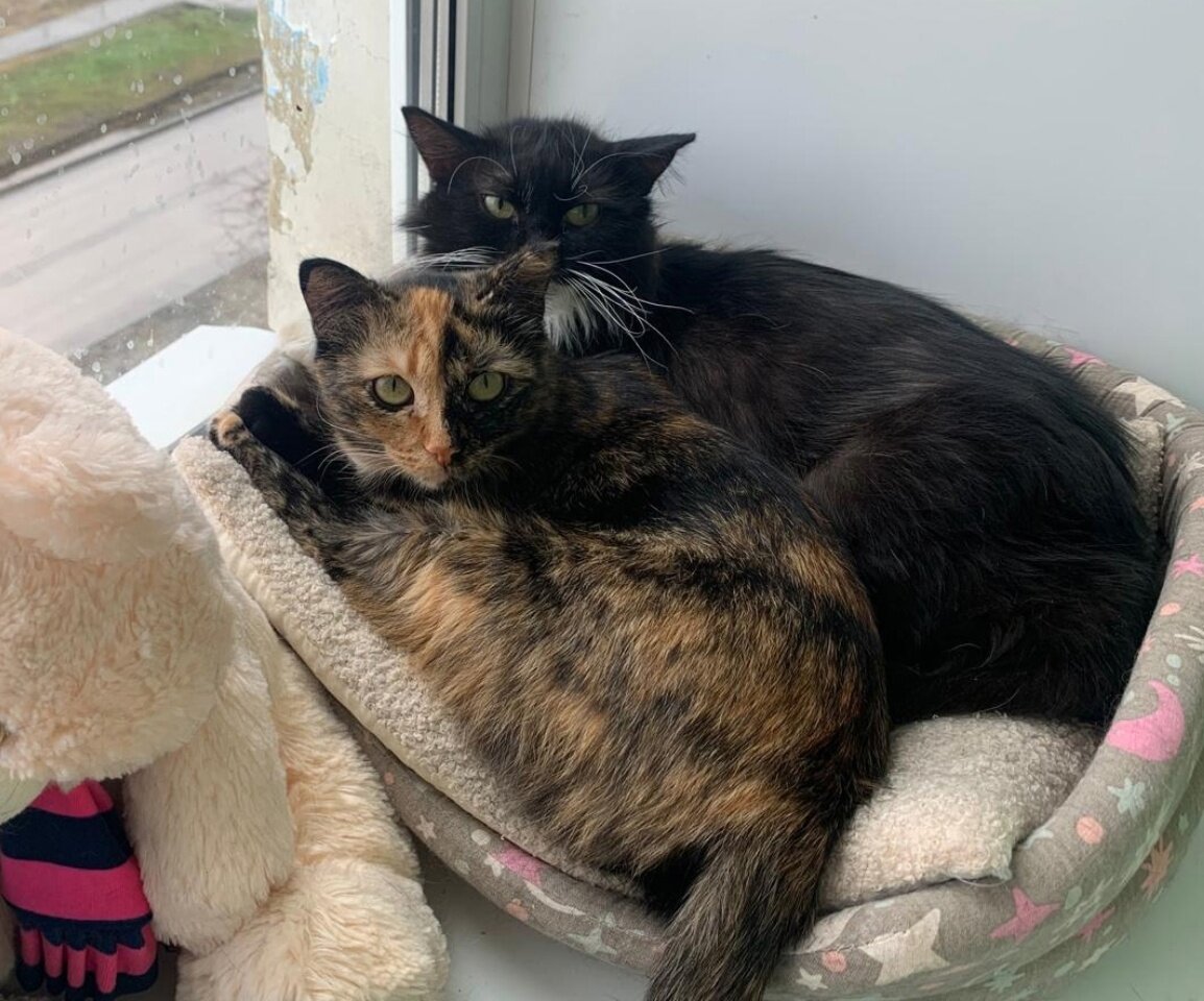 Рядом с Кнопкой Тимоша чувствует себя защищенным