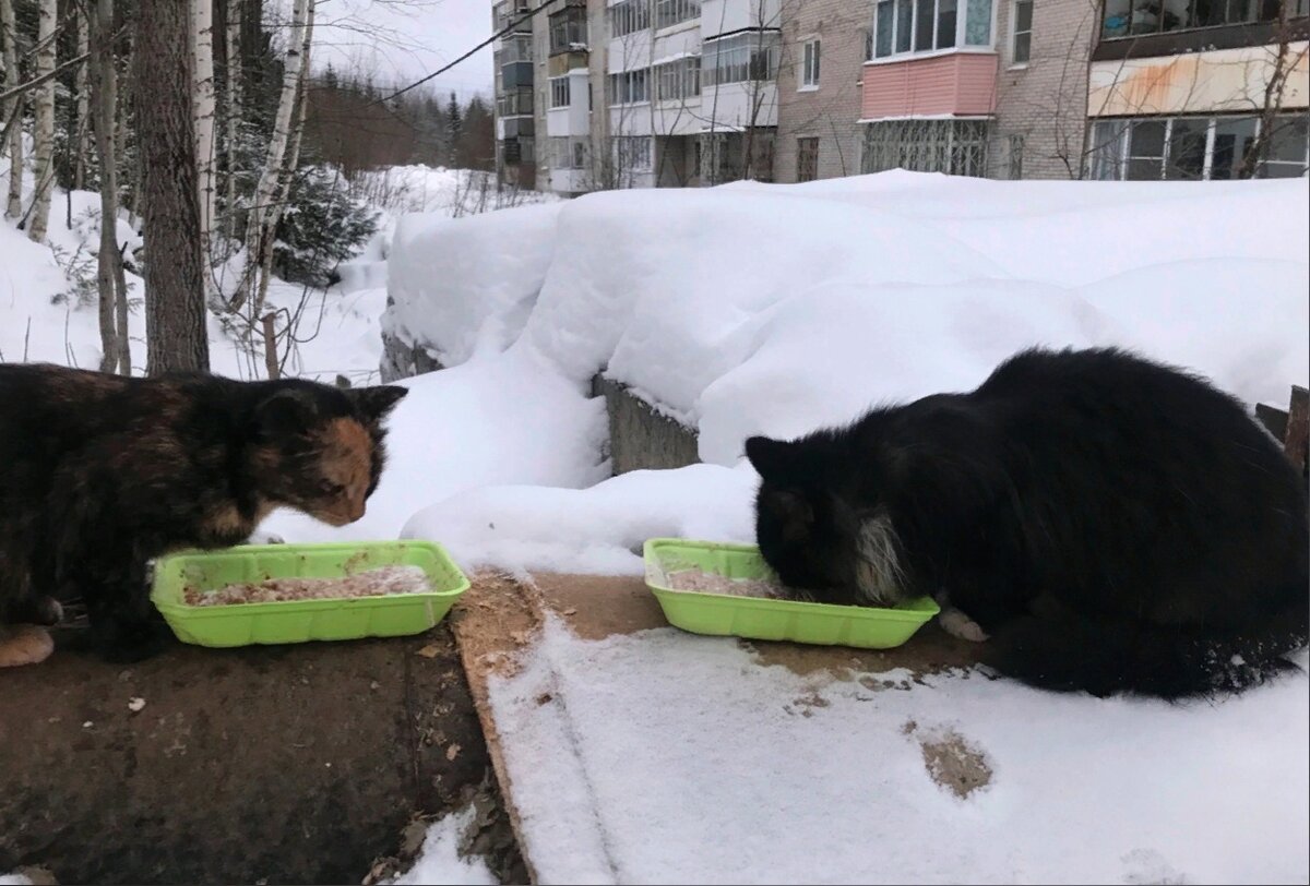 Тимоша боялся котов, а Кнопочка вызывала у него доверие