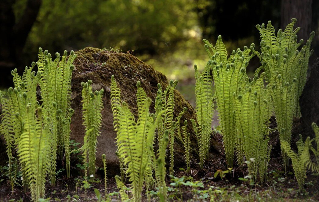 Папоротник в лесу содержит много кремния