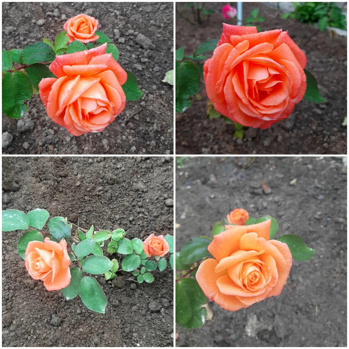 фотоколлаж Елены