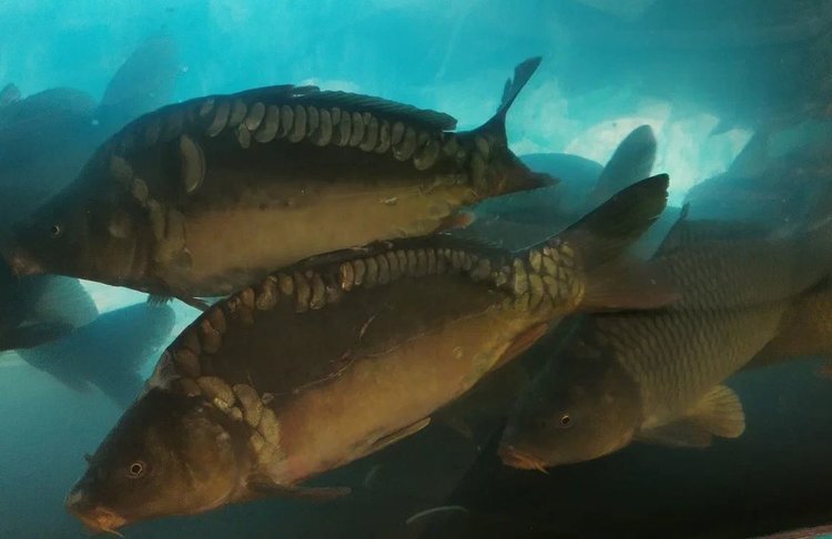    Выведение карпов с устойчивостью к вирусу герпеса кои избавит аквакультуру от потерь