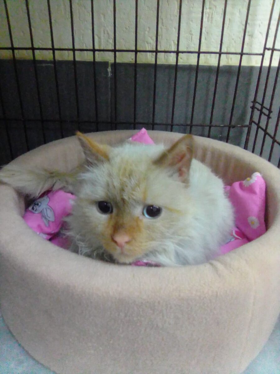 Камыш в приюте