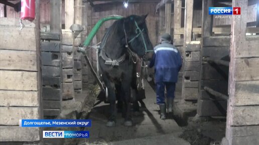 Video herunterladen: Знаменитую ферму «мезенок» в селе Долгощелье на севере области решили ликвидировать