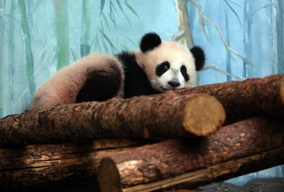    Панда Катюша