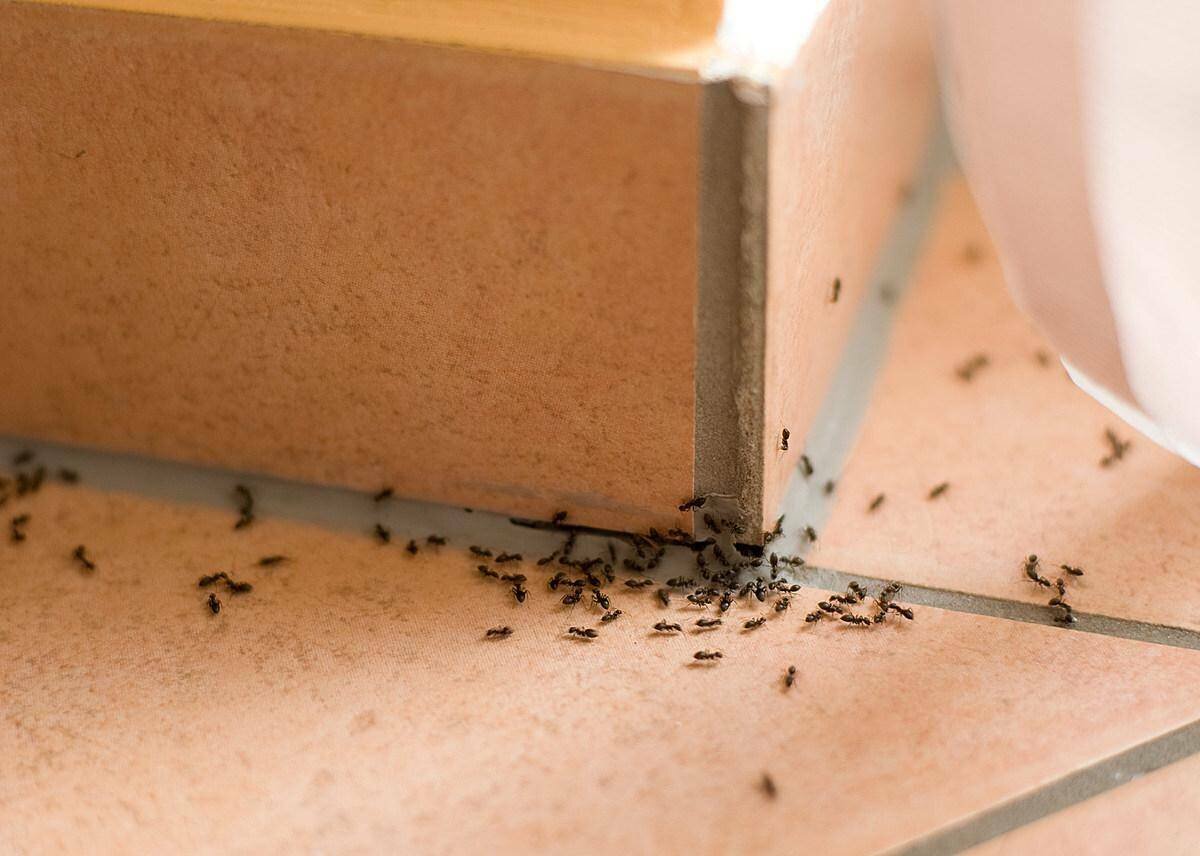 Как избавиться от насекомых в доме