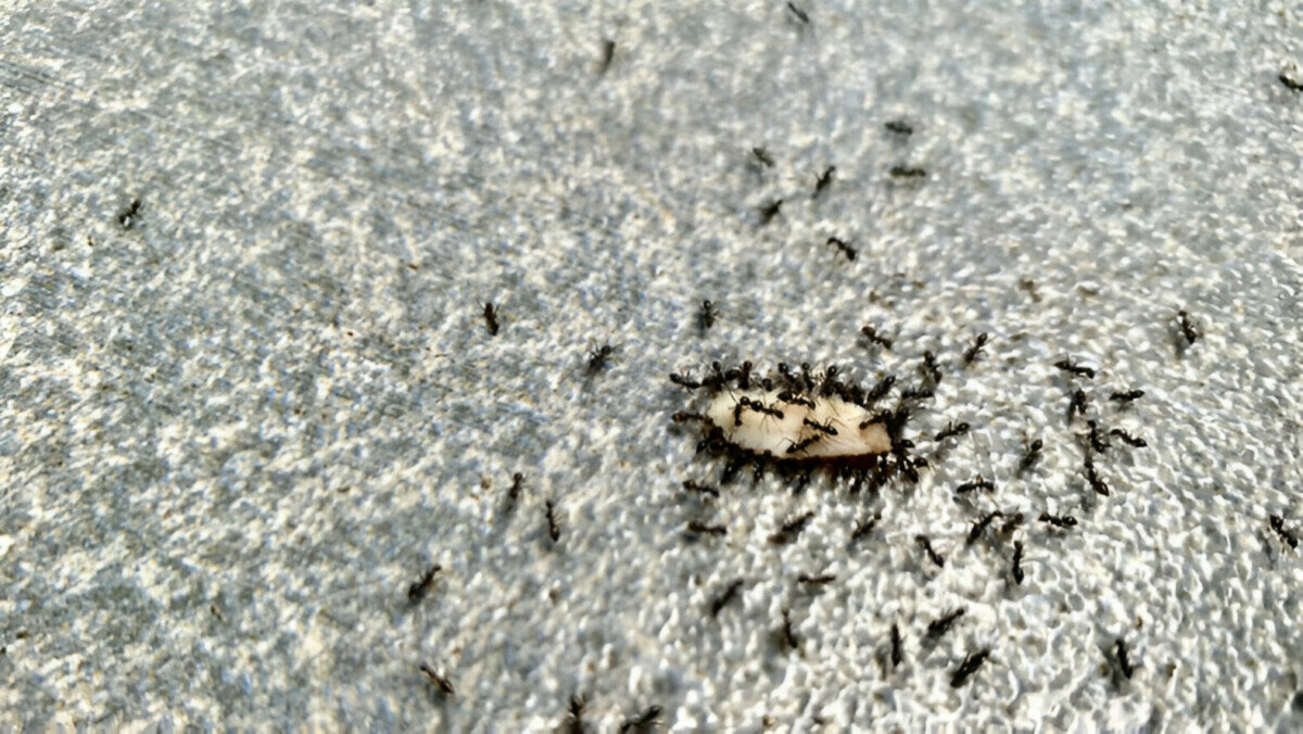 Как бороться с муравьями в доме? Разложите вокруг эти продукты