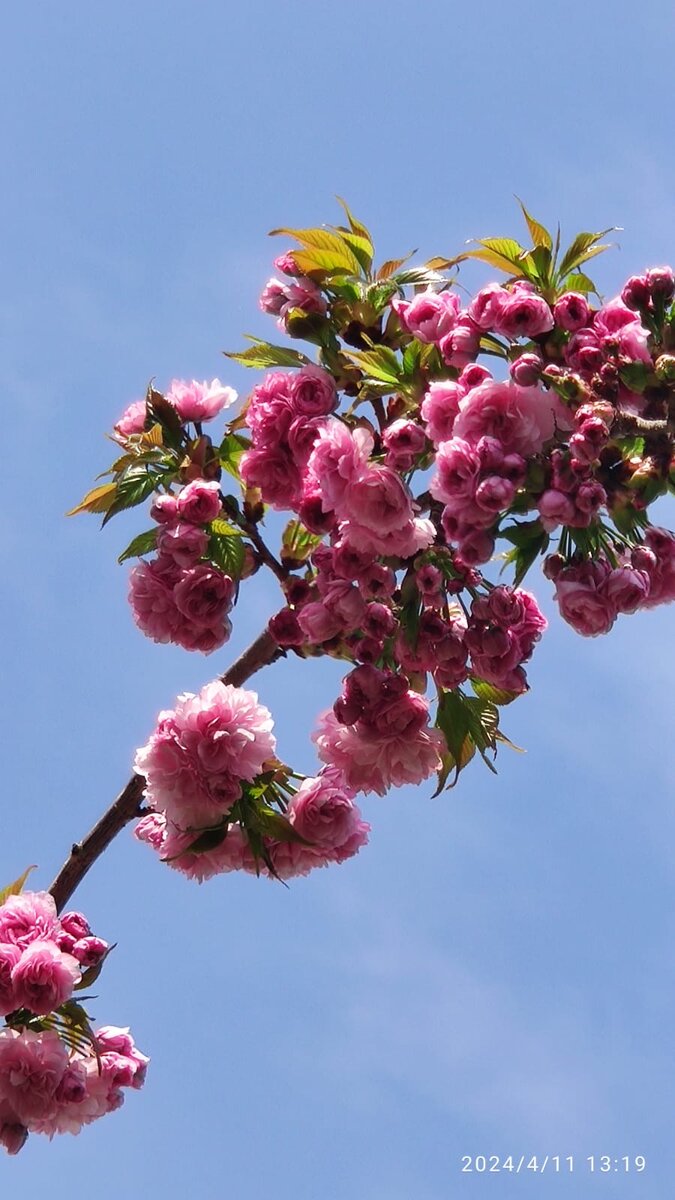 Цветет Абхазия