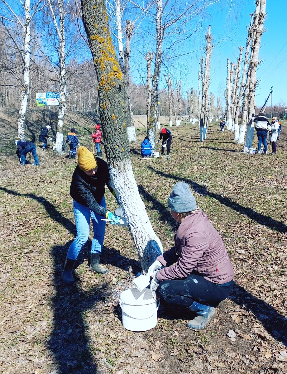 Побелка деревьев