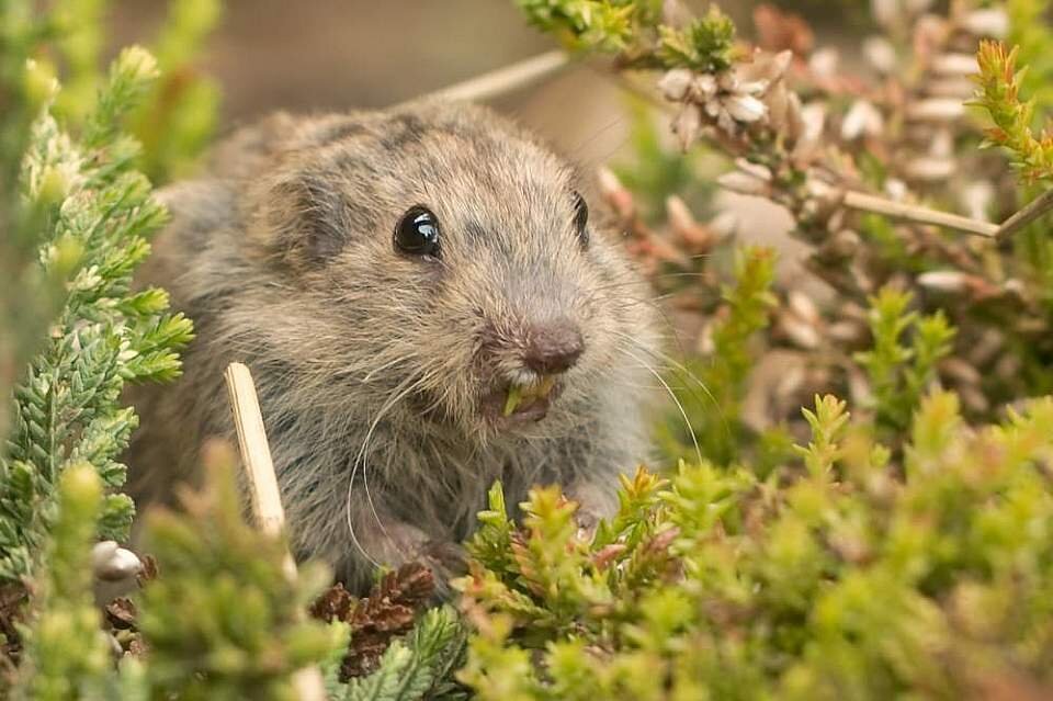 Коричневый лемминг. Источник: Alaska.org