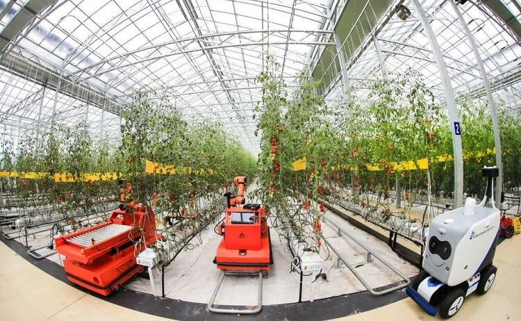    В китайском помидорном городе Шоугане более 5000 умных теплиц имеют единый интеллектуальный контроль