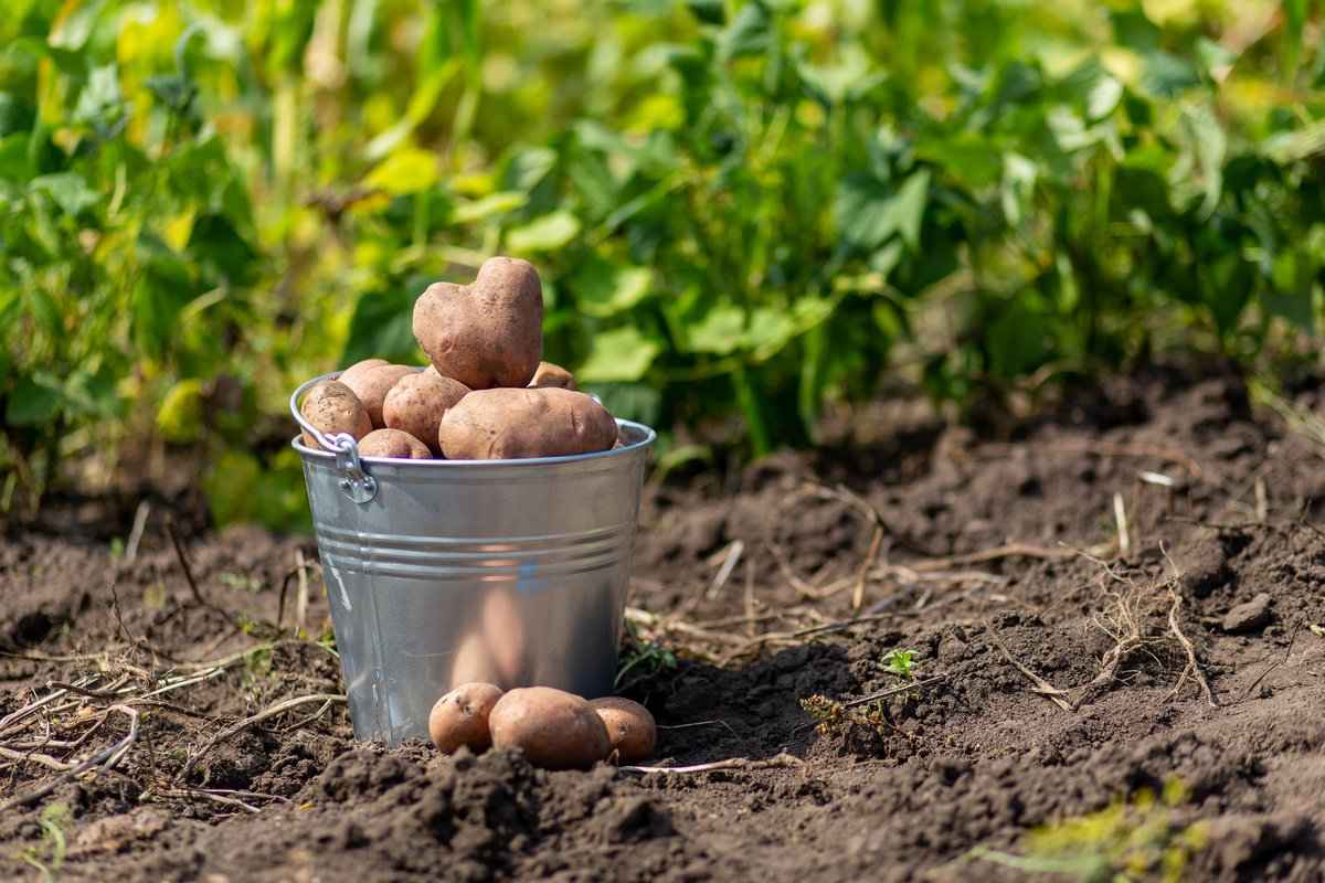 Урожайность картофеля у двух