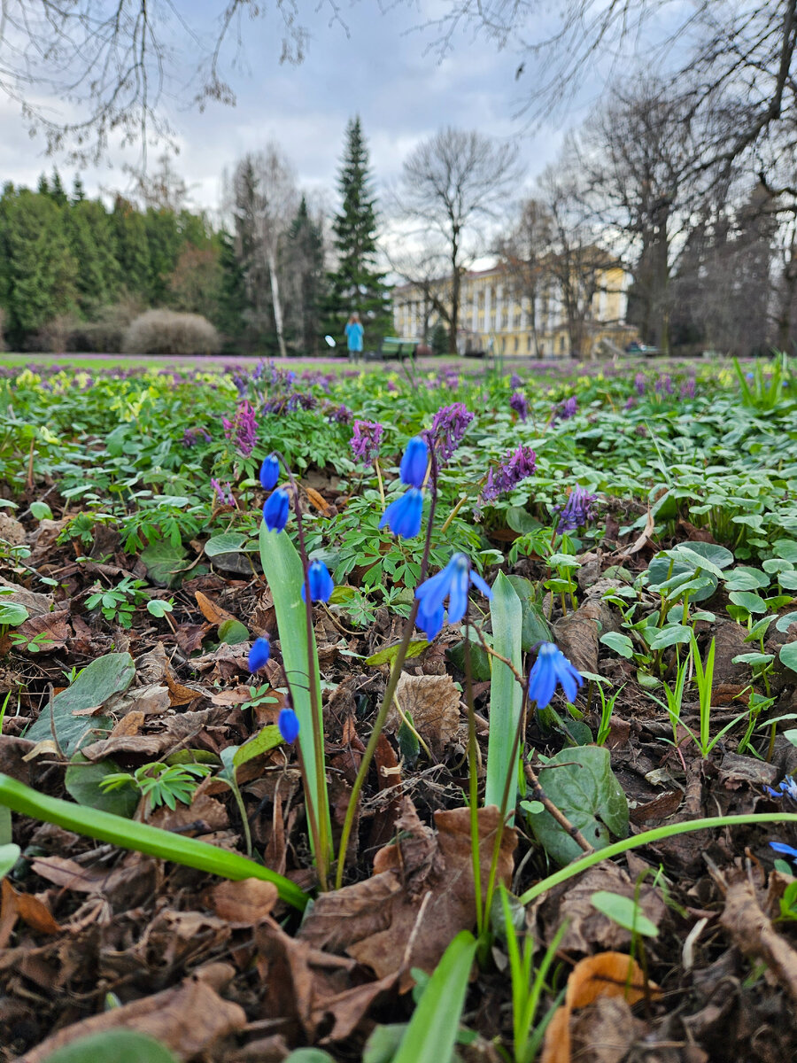 Нежные пролески в ботаническом саду Санкт-Петербурга (фотография автора)