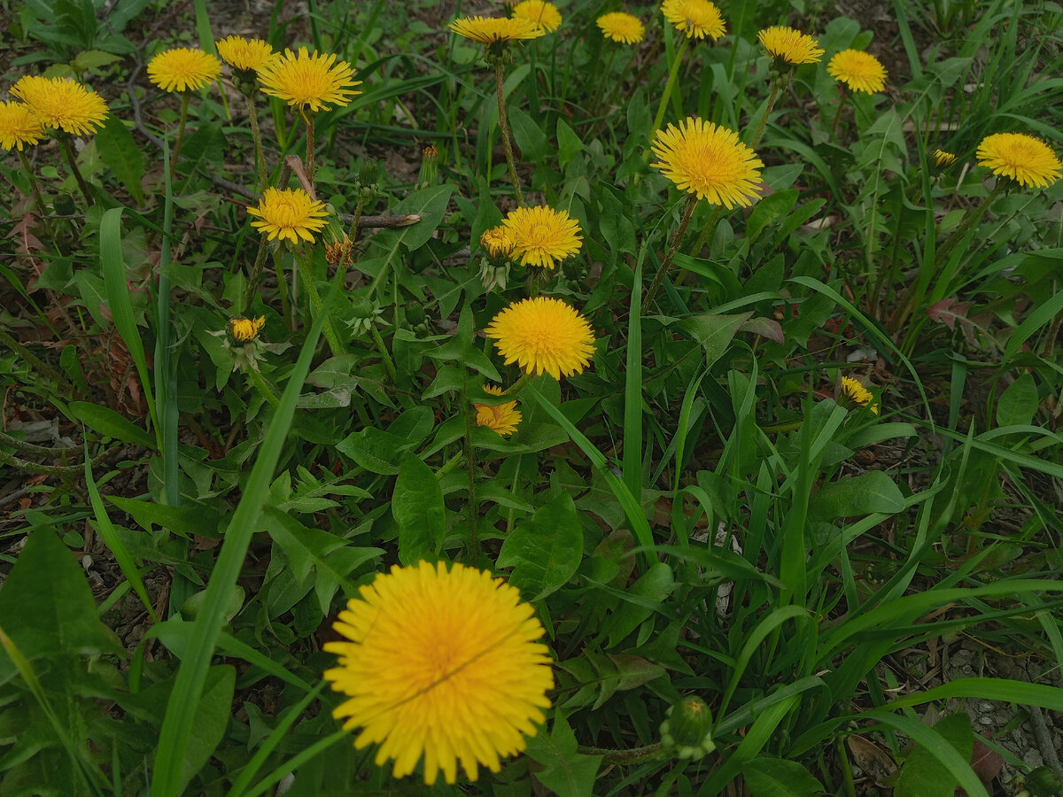 Дзену - дзен)) Фото автора 