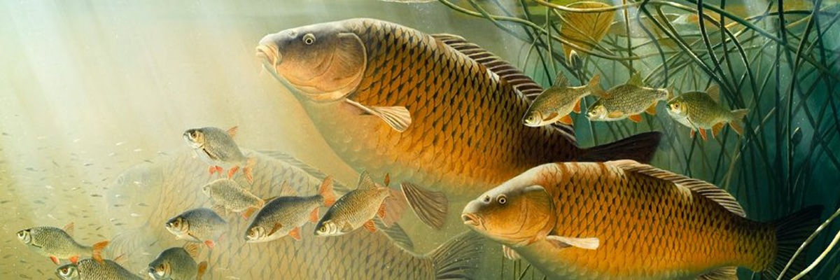 Источник изображения: сайт catalog-photo.ru