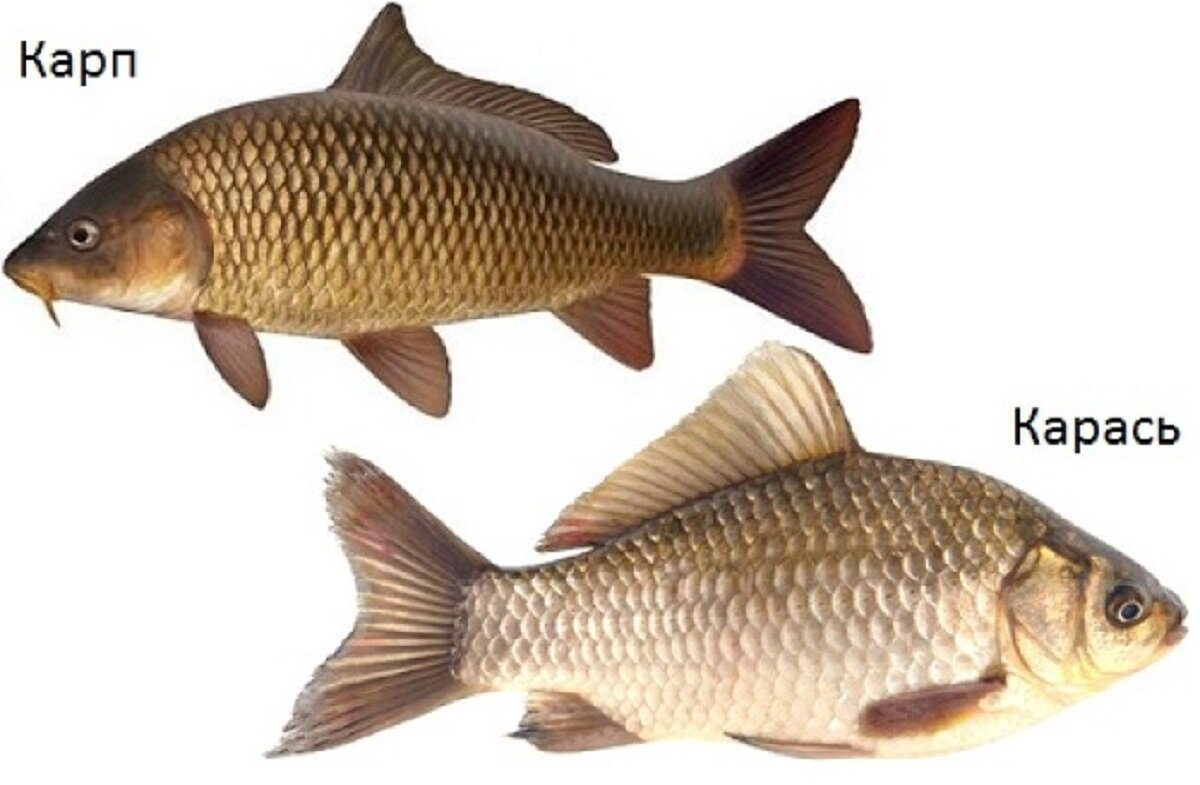 Источник изображения: сайт imperiyaroz.ru