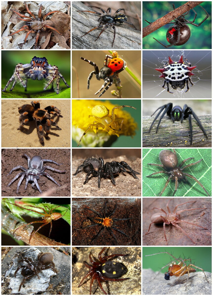 Изображение взято из «Википедии» (https://commons.wikimedia.org/wiki/File:Spiders_Diversity.jpg#/media/%D0%A4%D0%B0%D0%B9%D0%BB:Spiders_Diversity.jpg).