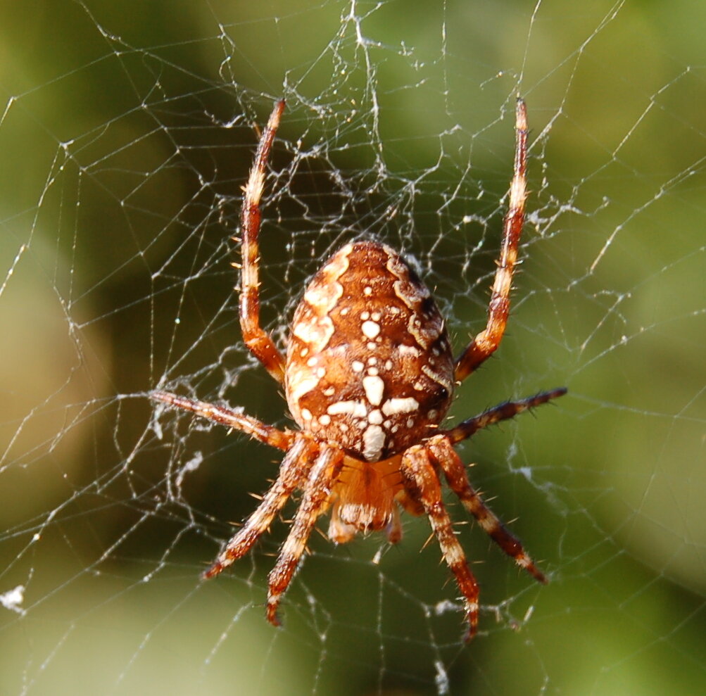 Изображение взято из «Википедии» (https://commons.wikimedia.org/wiki/File:Araneus_diadematus_(no).JPG#/media/%D0%A4%D0%B0%D0%B9%D0%BB:Araneus_diadematus_(no).JPG)