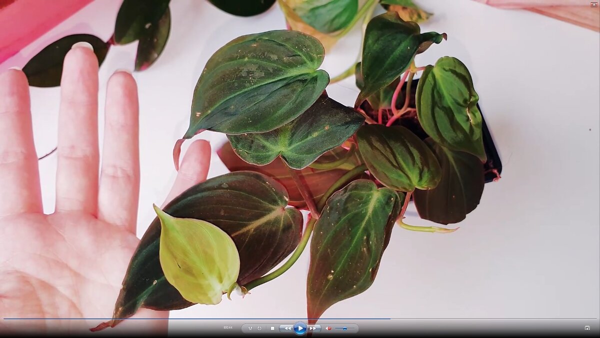 Укорененный черенок Филодендрон Миканс