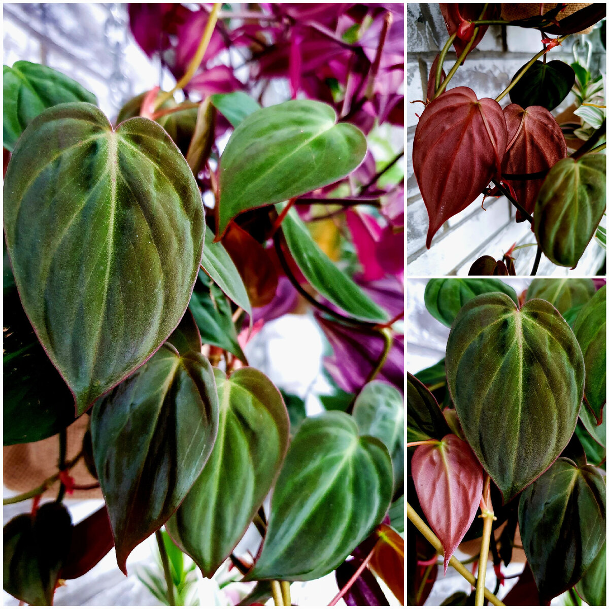 Слишком красив, вельветов и неприхотлив, чтобы быть правдой...