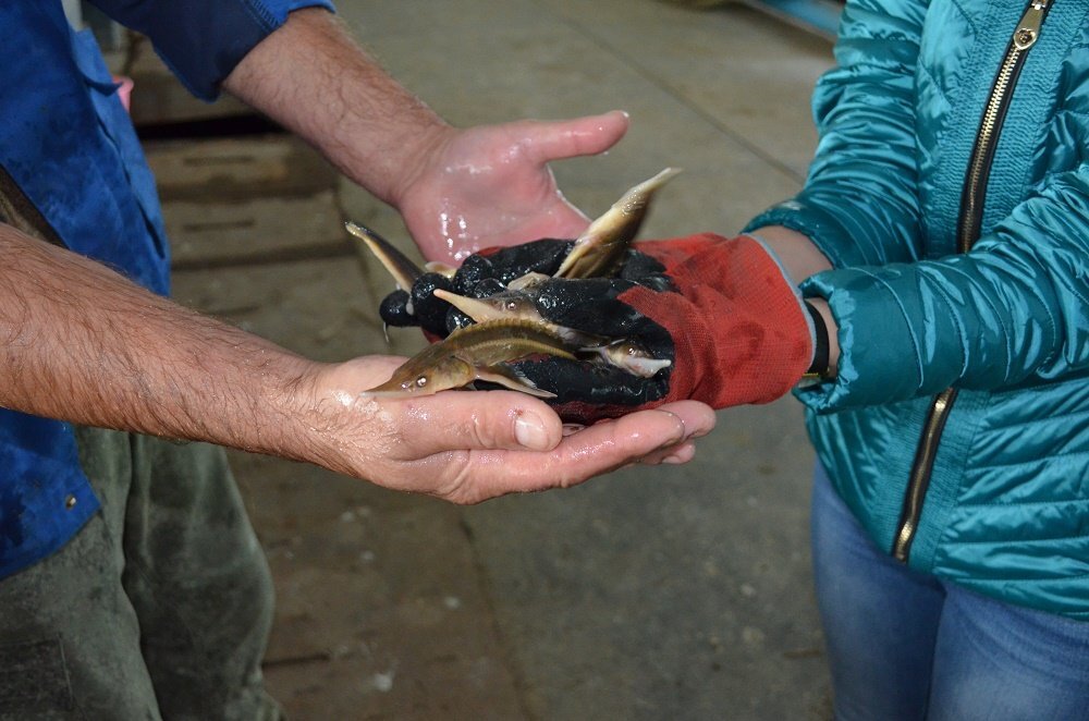    На саратовском экспериментальном участке, фото saratov.vniro.ru