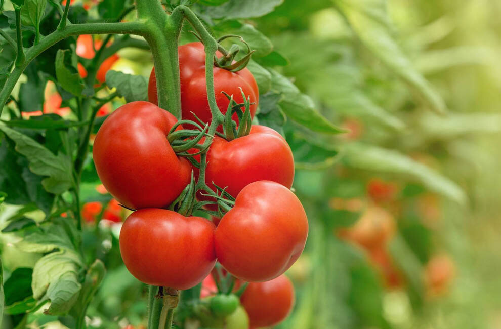 Почему не растут помидоры