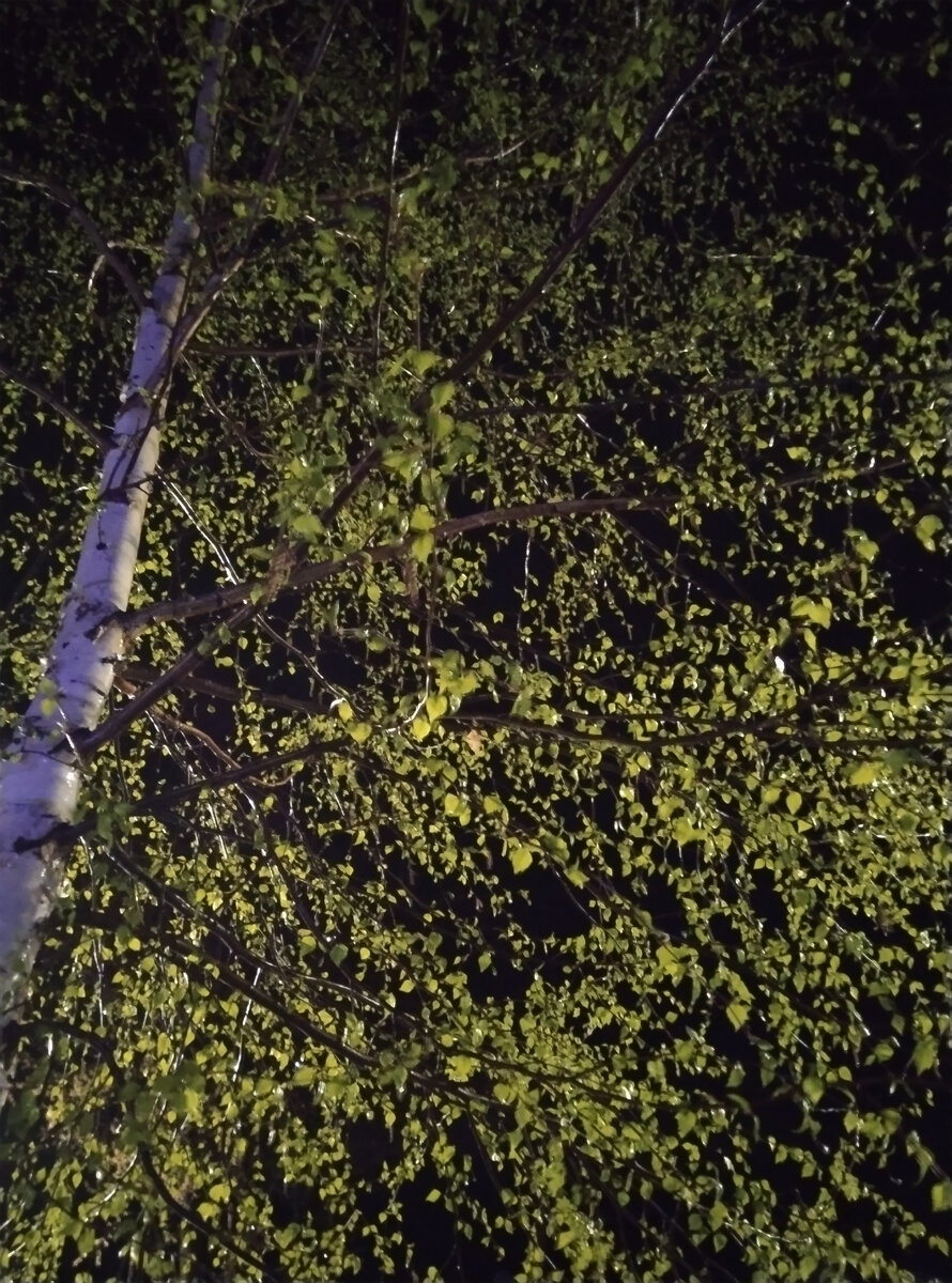 Береза . Дождь.  Апрель.