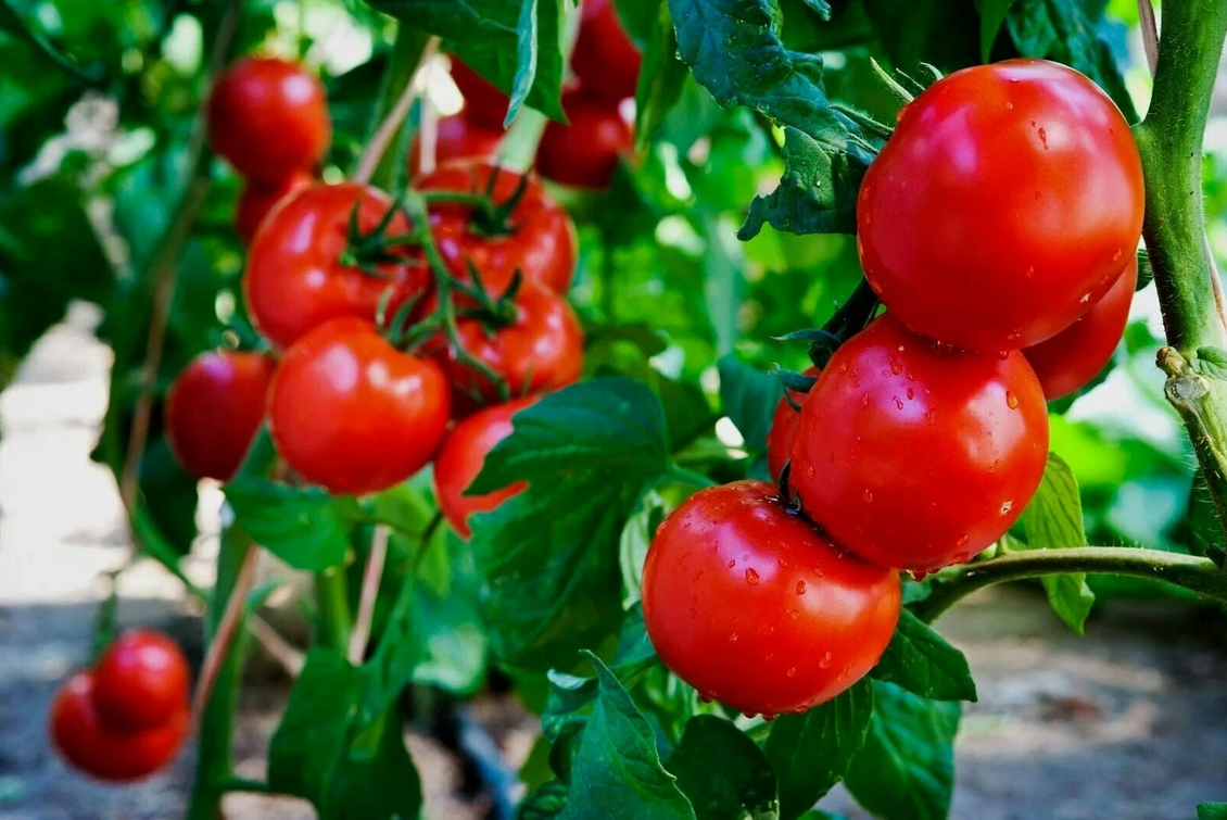  Вы думаете, что знаете все о выращивании помидоров? Я вас удивлю — о таких способах вы даже не догадывались.