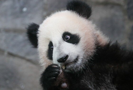    Панда Катюша