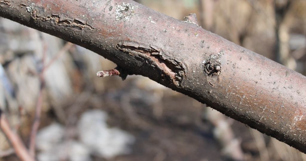 Как залечить повреждения коры и дупло на стволе дерева