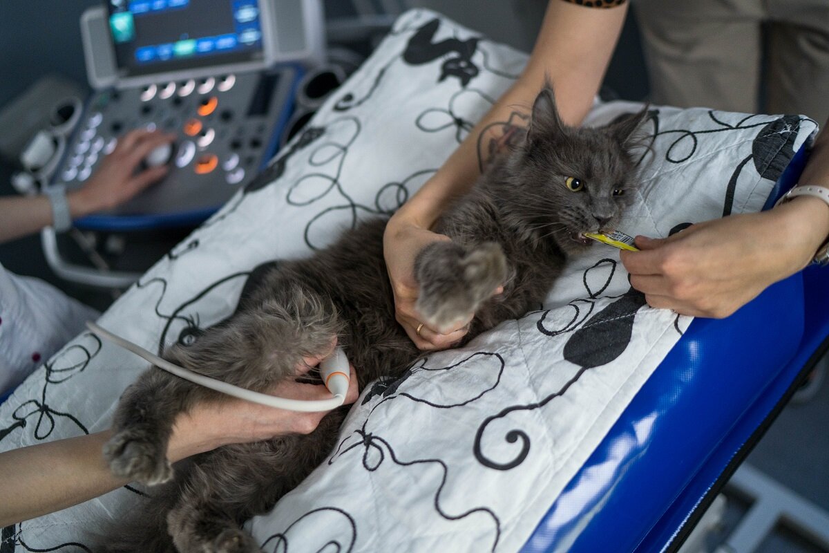    Фото: Александр Плонский / "ВиЖ"