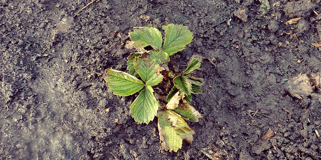 Первая, важная подкормка клубники весной, проверенный годами способ, урожая будет больше